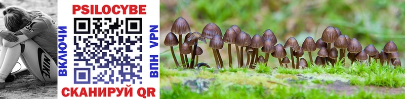 Псилоцибиновые грибы Psilocybe  Купить закладки  Западная Двина 